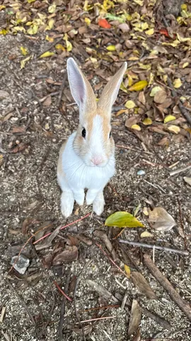 光を待つうさぎ