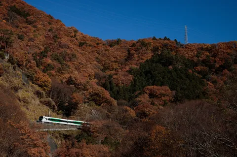 紅葉の山を駆ける緑の疾風