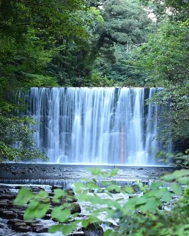 緑葉の幕を流す滝