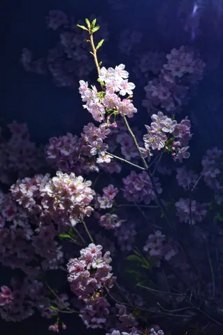 光に包まれた夜桜