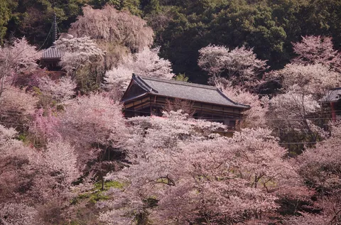 春色に染まる古刹の静寂