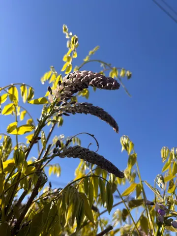 空に向かって、フサフサ隊進め！