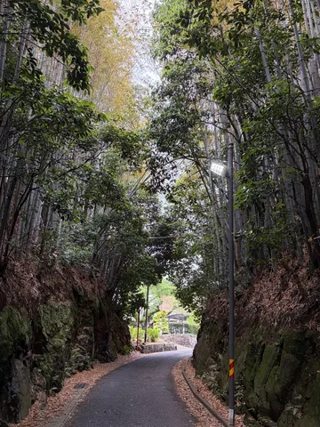 竹林の小道、光の灯
