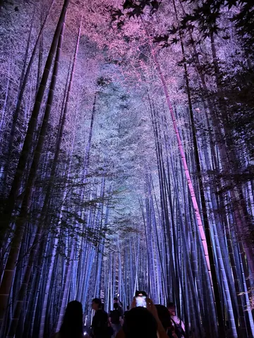 幻想の竹あかり