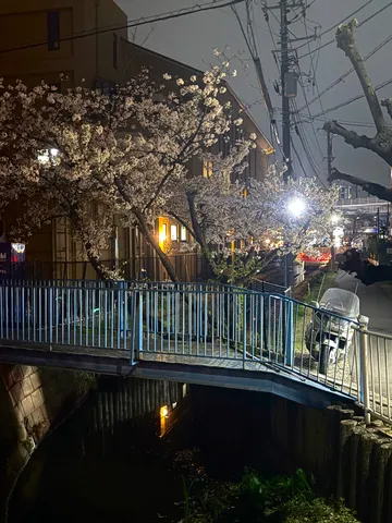 夜桜と静かな小川の橋