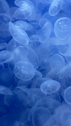 青い海を漂う、命のゆらめき