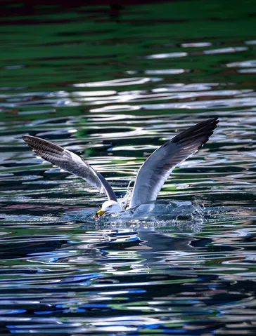 一瞬の捉え方、水しぶきを浴びる鳥