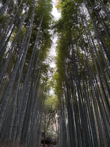 竹林の迷宮へようこそ
