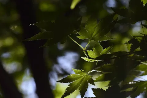 木漏れ日の葉影の舞