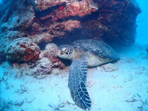 静寂の海中、ウミガメとの出会い