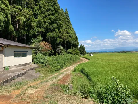 青空と豊かな緑の道