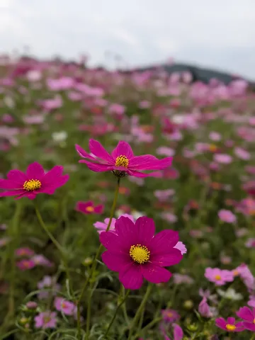 風に揺れるピンク花畑