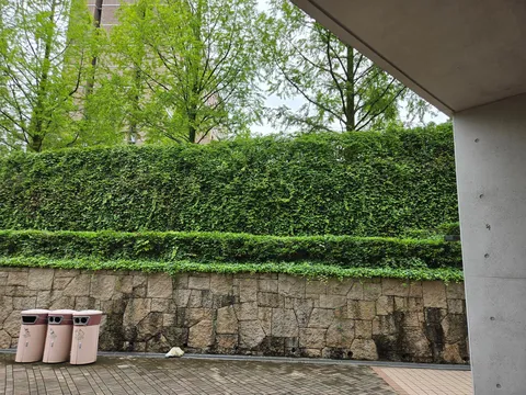 都会の緑の壁と石積みのコントラスト