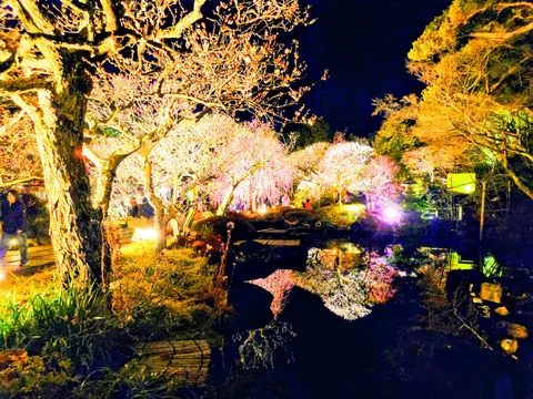 光きらめく夜の幻想庭園
