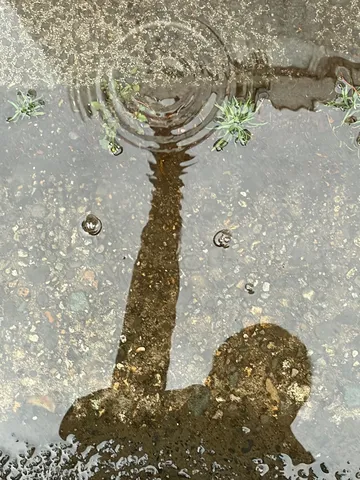 雨粒と地面のアート