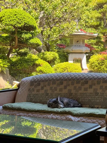 庭を望むソファで眠る猫