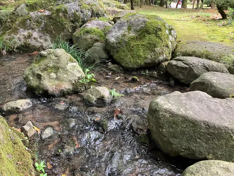 苔と水が紡ぐ静寂の庭
