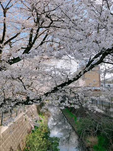桜が彩る水辺の情景