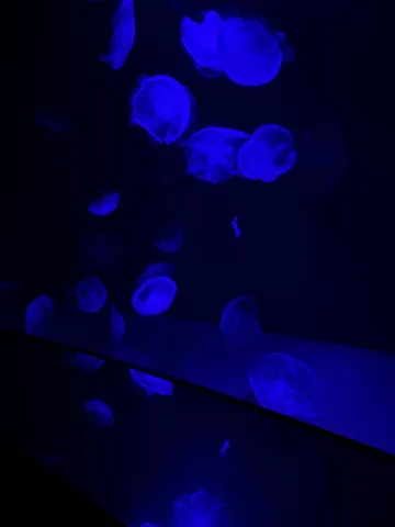 青の海を漂う光の糸