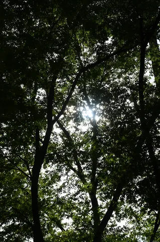 木漏れ日の森