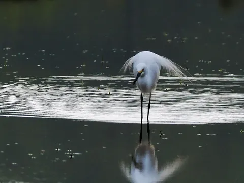 水面に映る白い静寂