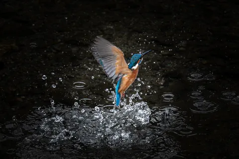 翡翠の鼓動