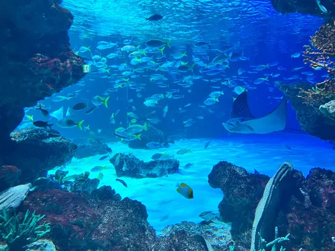 青い海のダンス水槽