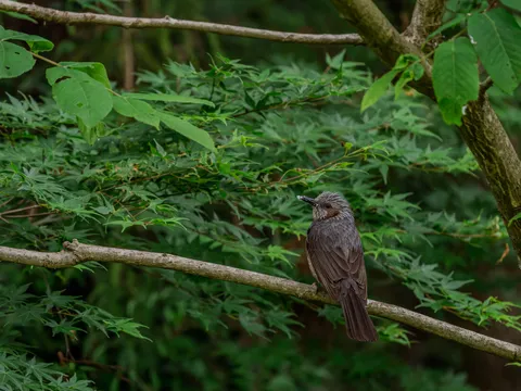 雨粒を宿す、静かなる鳥の肖像