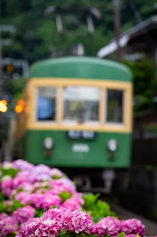 紫陽花と緑の電車