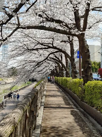 光溢れる桜の回廊