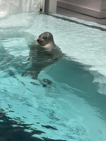 水面から顔を出すアザラシ
