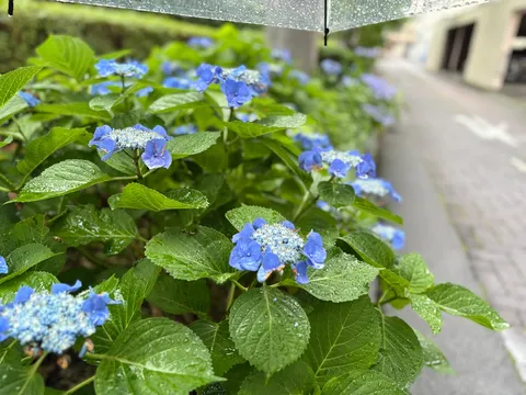 雨粒きらめくアジサイの雫