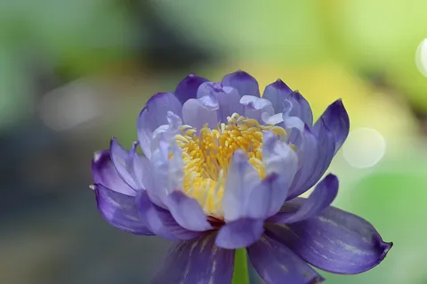 紫の花と光の輪