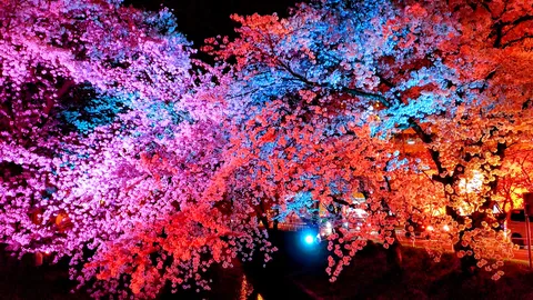 夜空に咲く彩り豊かな桜