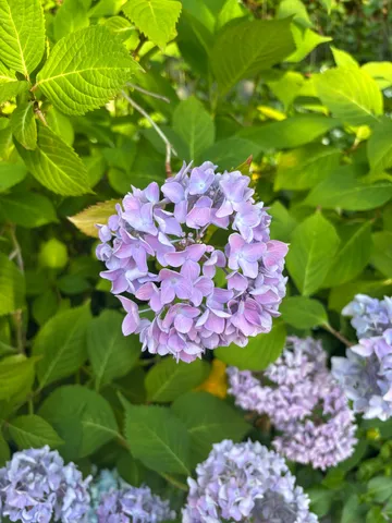 紫陽花の優しい色合い