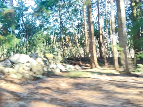 過ぎゆく木々の道
