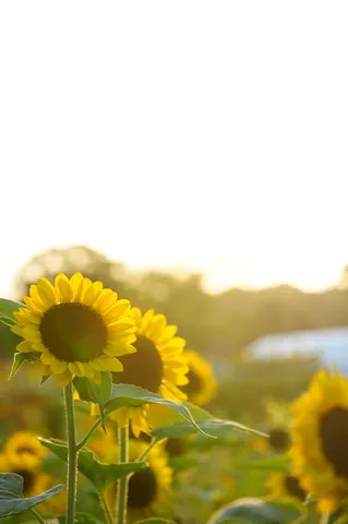 夕陽に照らされるひまわり畑