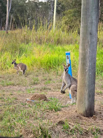 カンガルーと電柱、自然の日常