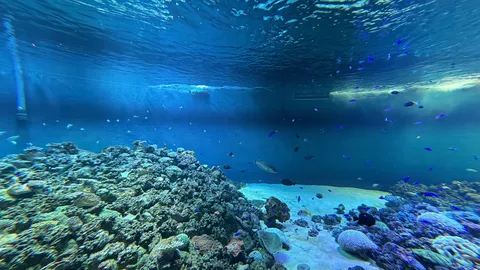 神秘的な水中世界、無数の魚たち