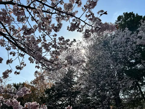 春の訪れ、満開の桜と青空