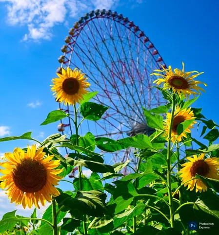 夏の空に、向日葵と大観覧車