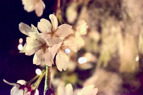 夜桜の幻想的な瞬間