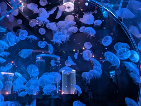 青の海を漂う光の群れ