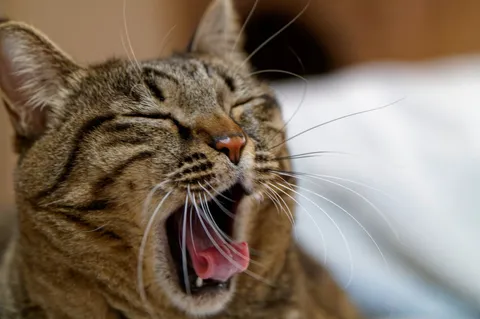 お口ぱっかーん！猫あくびの瞬間