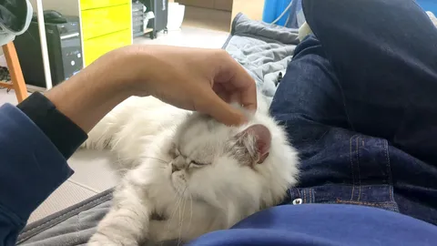 撫で撫でタイム、猫も人もリラックス