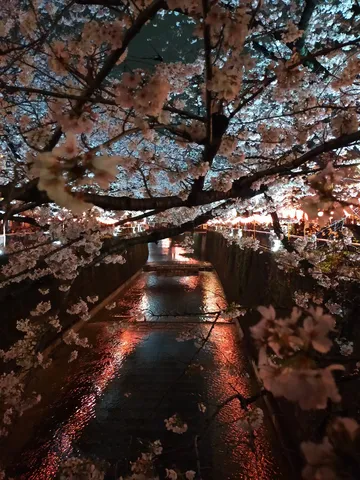 夜桜の灯りが映る川面