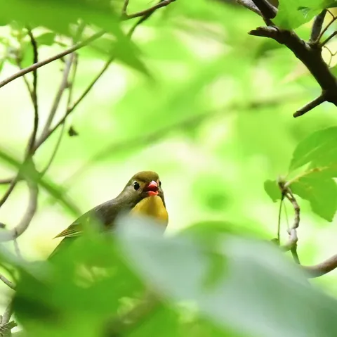 緑陰に響く小鳥の囀り