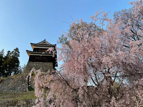 満開の桜と古城の邂逅