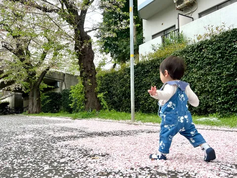 桜の絨毯、とことこ冒険記