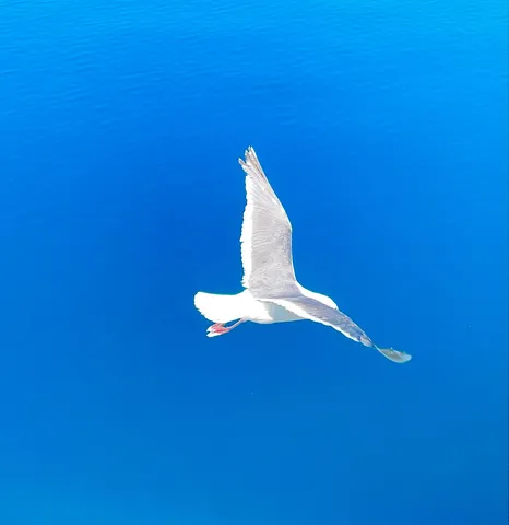 青空を滑る白い航路